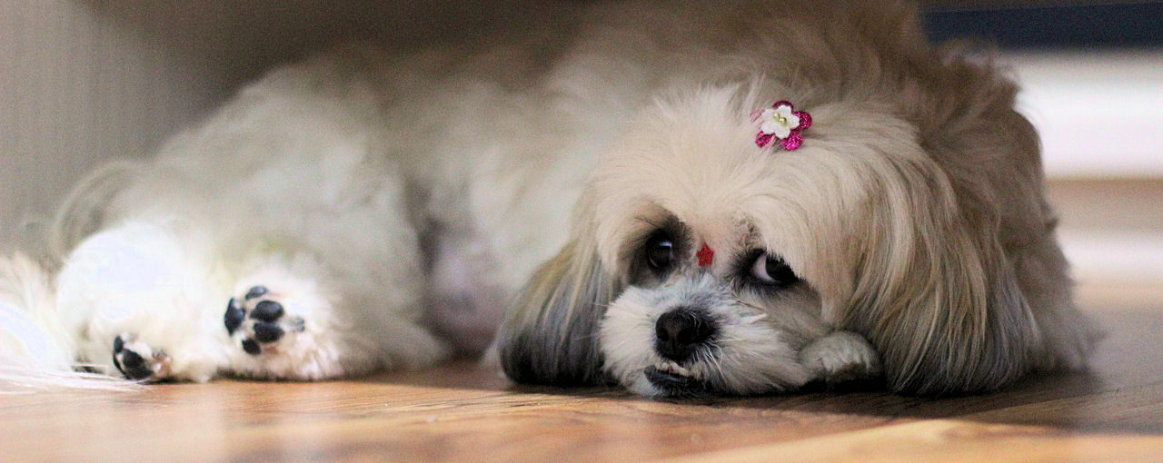 Shih Tzu kutya nyírása