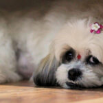 Shih Tzu kutya nyírása