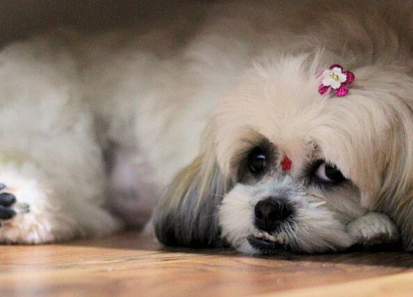 Shih Tzu kutya nyírása
